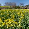 202503231040-DSC09600.jpg