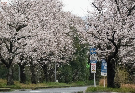 202503281722-DSC03315.jpg
