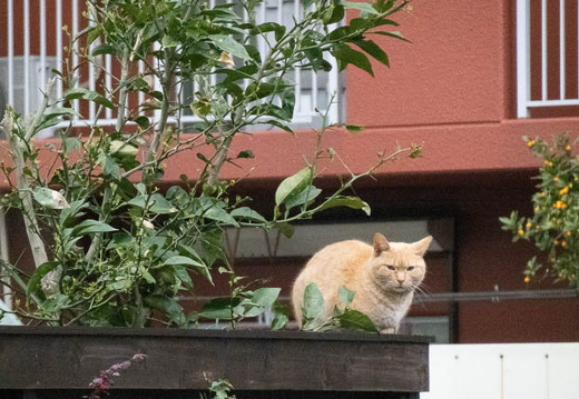 202503281746-DSC03362.jpg