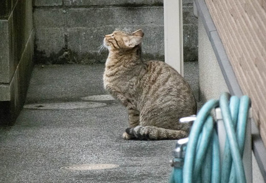 202503281751-DSC03383.jpg