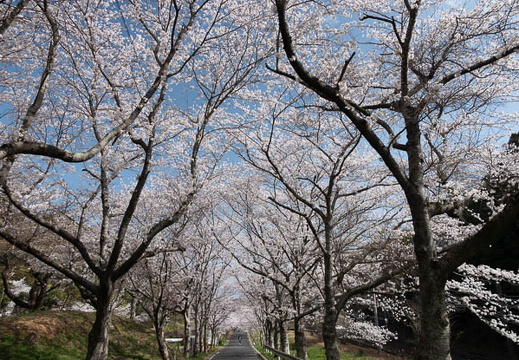 202503300922-DSC02954.jpg