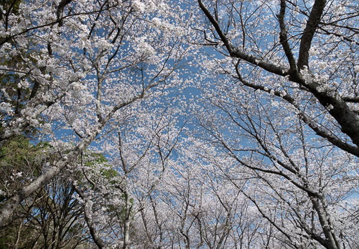 202503300924-DSC02966.jpg