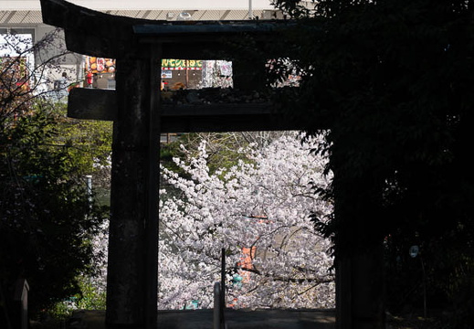 202503300958-DSC03074.jpg