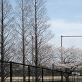 202503311236-DSC03497.jpg