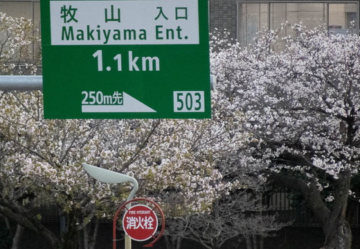 202503311759-DSC03539.jpg