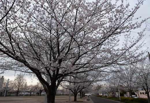202504011811-DSC03577.jpg