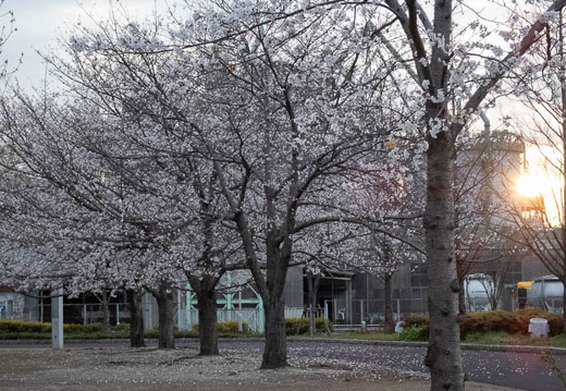 202504011817-DSC03599.jpg
