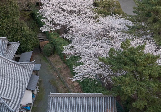 202504021829-DSC03760.jpg