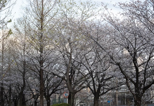 202504031754-DSC03732.jpg