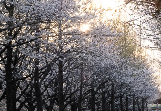 04.03 北九州テクノパーク 桜並木