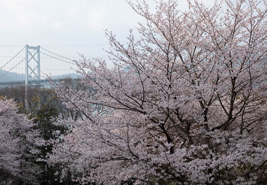 202504060712-DSC03996.jpg