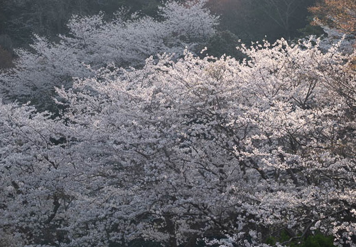 202504060803-DSC04120.jpg