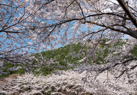 202504060827-DSC04223.jpg