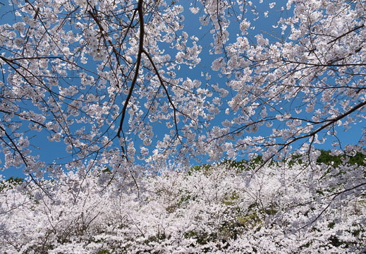 202504060843-DSC04297.jpg
