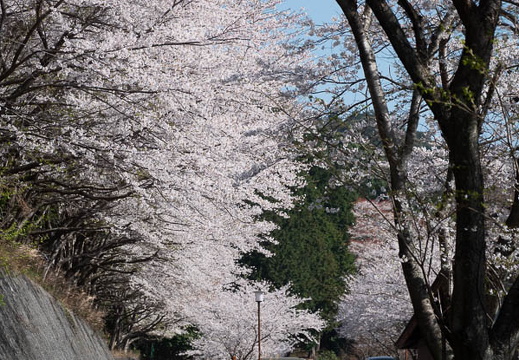 202504060854-DSC04329.jpg
