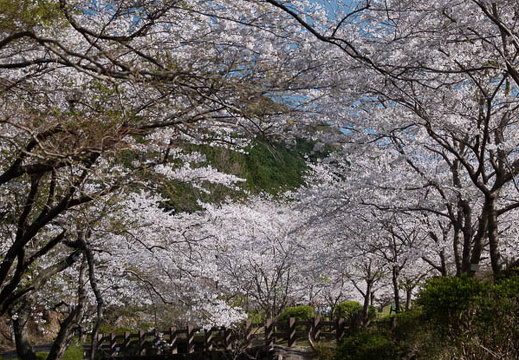 202504060859-DSC04351.jpg