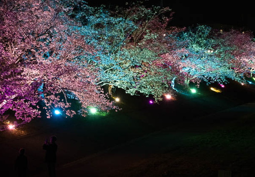 04.08 今川河畔桜 - このアルバムのルートのイメージを表示する 04.08 今川河畔桜