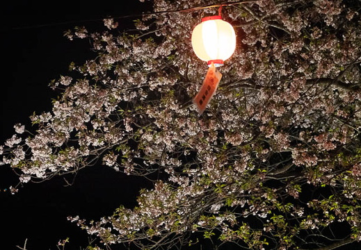 202504091944-DSC05430.jpg