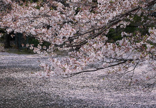 202504111005-DSC05548.jpg