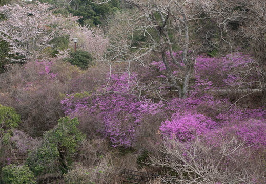 202504111057-DSC05673.jpg