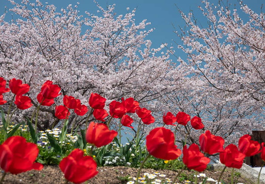 04.11 ときわ公園 - このアルバムのルートのイメージを表示する 04.11 ときわ公園