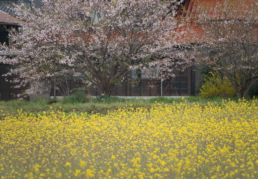 202504120851-DSC06320.jpg