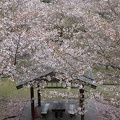 202504121211-DSC06616.jpg