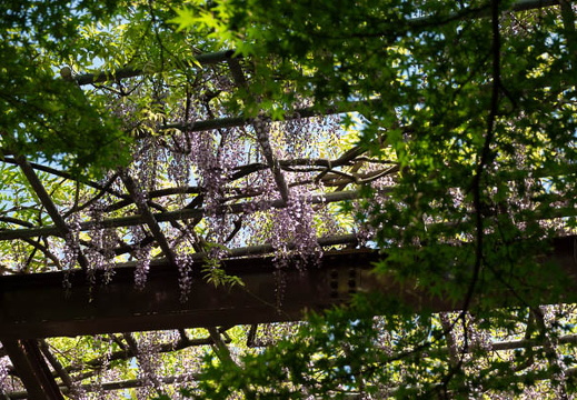 202504261014-DSC07811.jpg