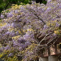 202504271520-DSC08835.jpg