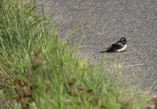 202504300750-DSC09325.jpg