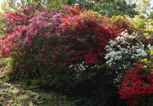 202504300950-DSC09378.jpg