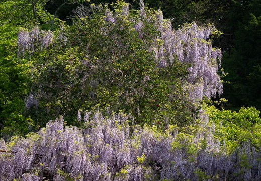 202504301012-DSC09383.jpg
