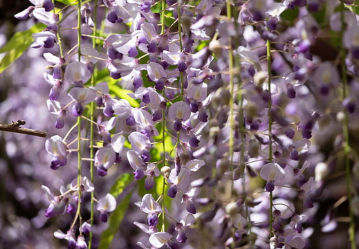 202504301042-DSC09518.jpg
