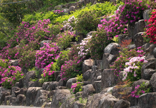 202504301255-DSC09656.jpg