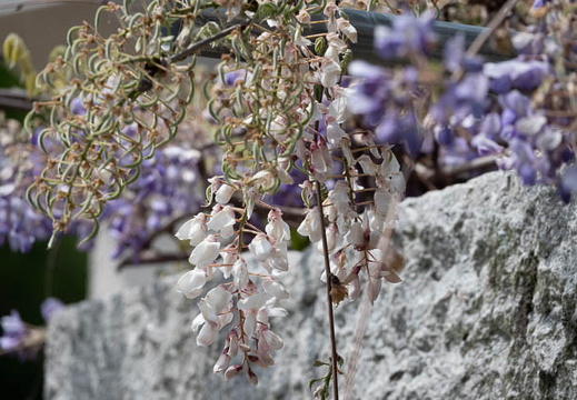 202504301356-DSC09740.jpg