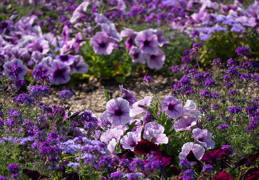 202505010913-DSC09785.jpg