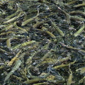 202505011206-DSC00020.jpg