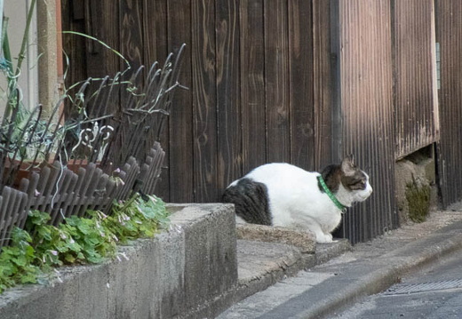 202505081728-DSC04102.jpg