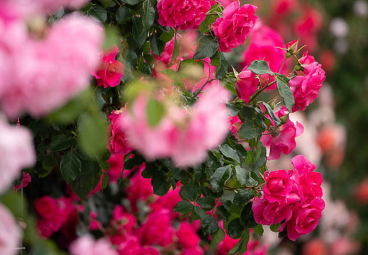 202505181101-DSC02300.jpg