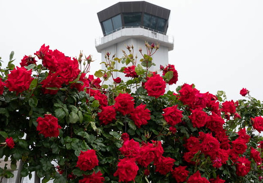 05.18 山口宇部空港のバラ - このアルバムのルートのイメージを表示する 05.18 山口宇部空港のバラ