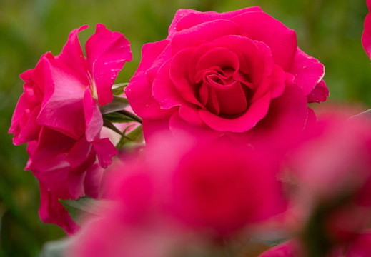 202505181120-DSC02362.jpg