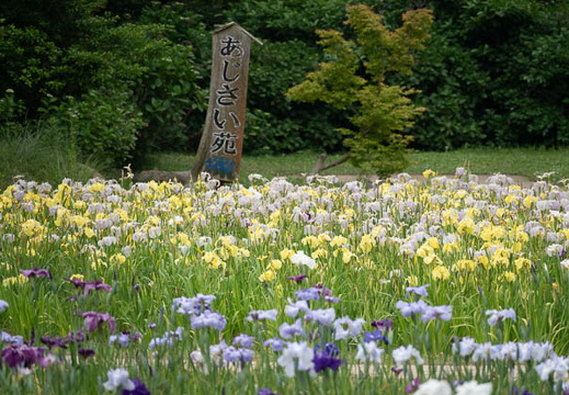 202506071132-DSC02888.jpg