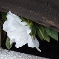 202504240739-DSC03879.jpg