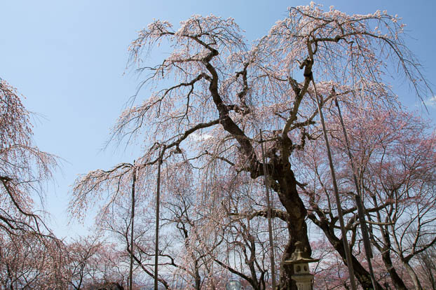 201004261018-DSC03314.jpg