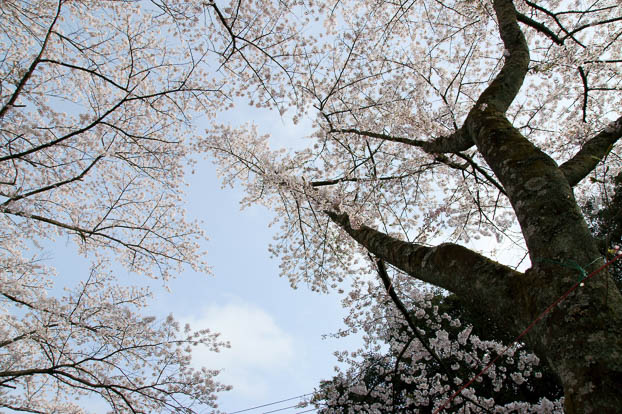 201004261544-DSC03595.jpg