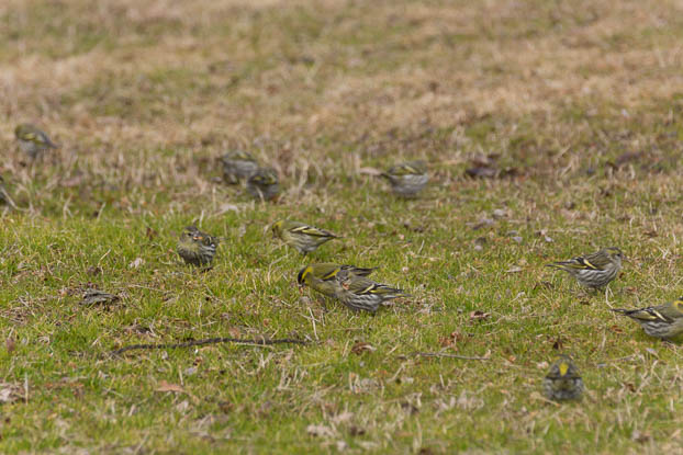 201302131228-DSC05903.jpg