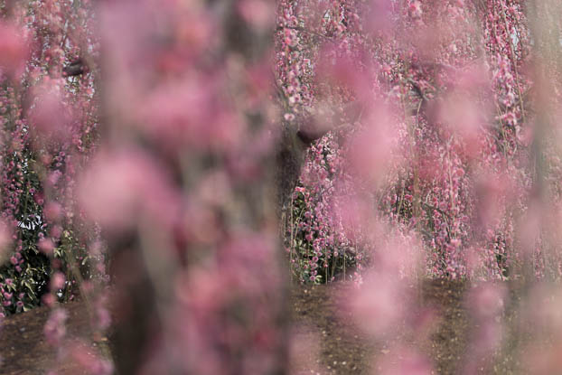 201403171159-DSC09882.jpg