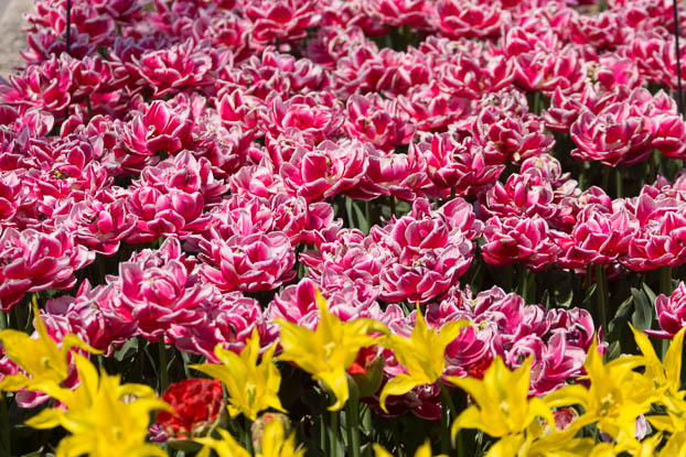 201404141313-DSC04551.jpg