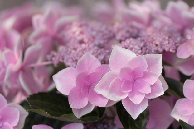 201406130912-DSC04471.jpg