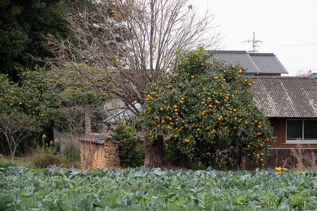 202012131023-DSC00025.jpg